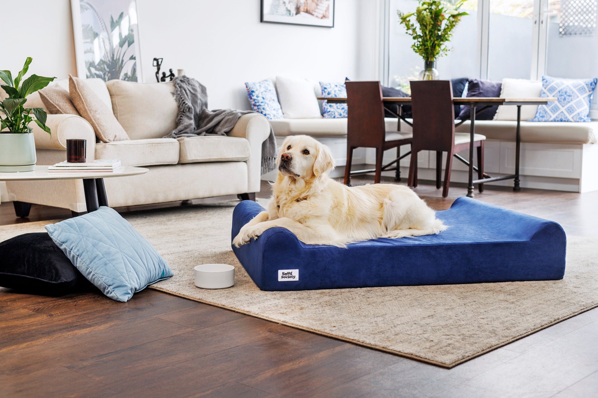 Labrador on our blue Orthopedic bed