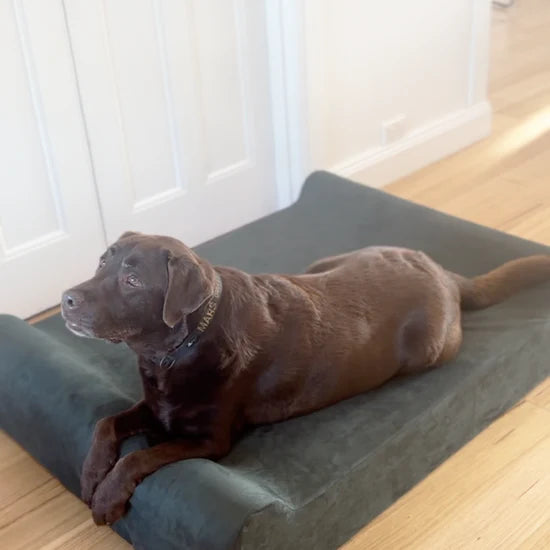 Mars on our green dog bed