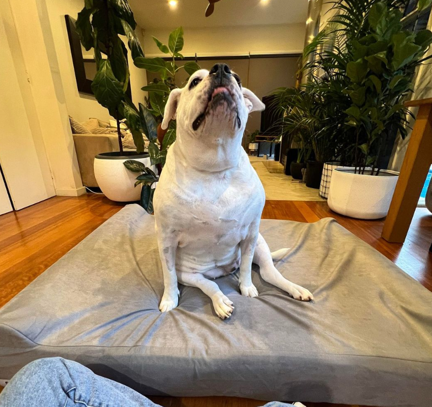 Pitbull on the Snug Society orthopoedic Dog Bed