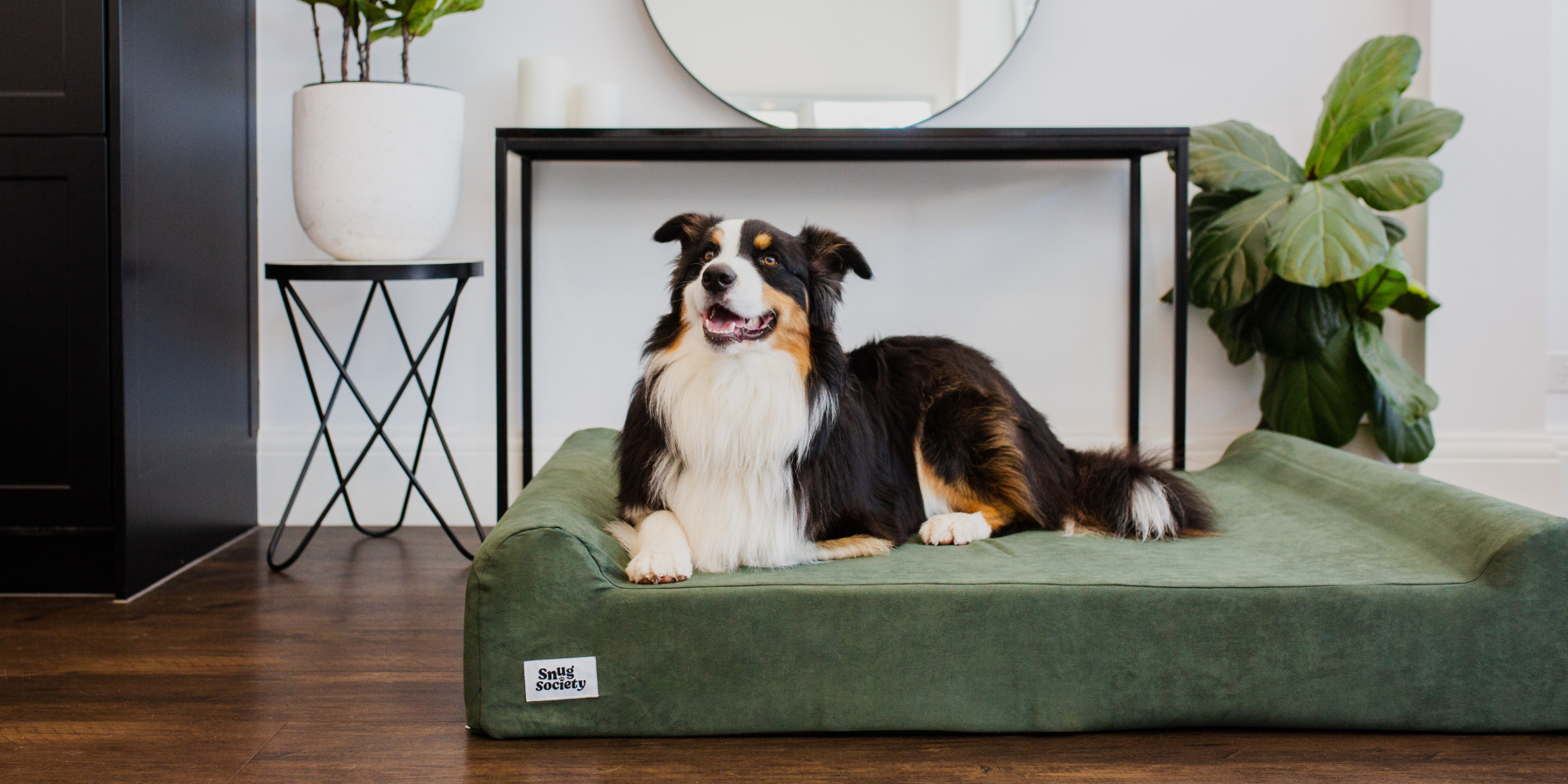 Lenny on the Snug Society orthopoedic Dog Bed