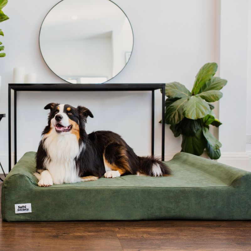 Our Aus Sheppard on the Snug Society Dog Bed