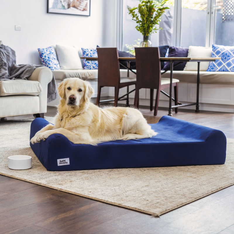 Our Labrador on the Snug Society Dog Bed