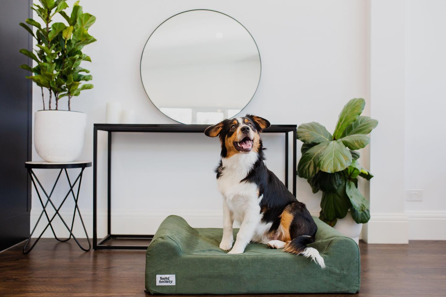 Aus sheppard on dog bed