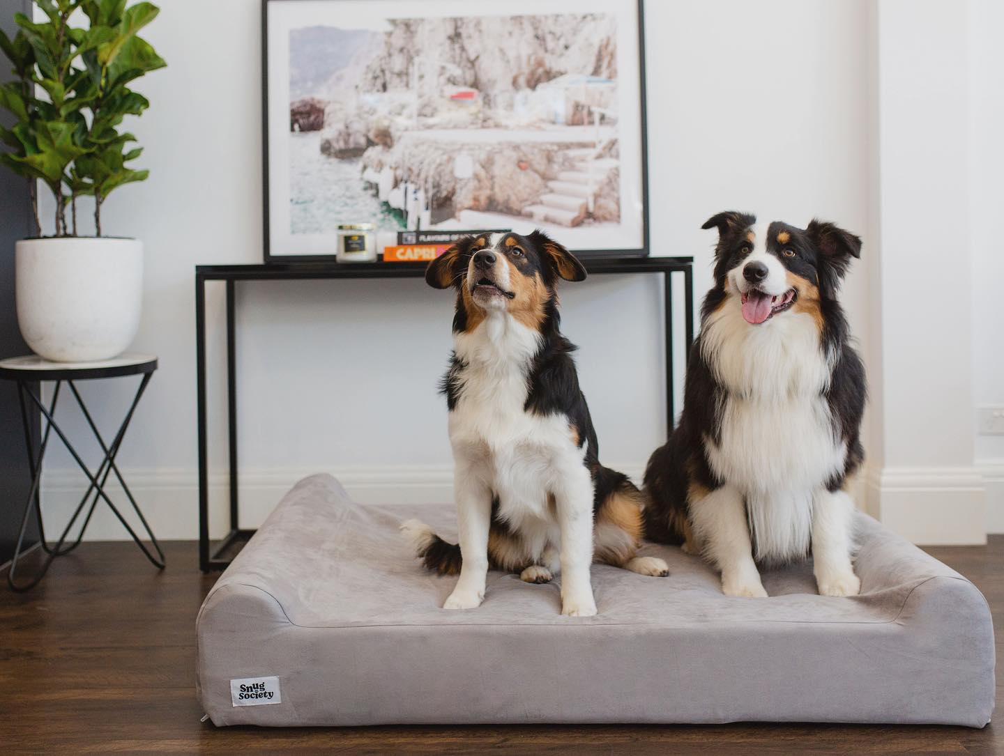 Australian Sheppards on Orthopedic dog bed