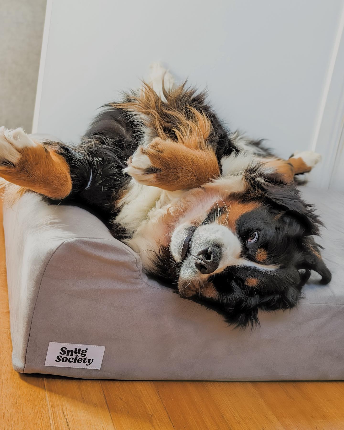 Happy dog relaxing on our beds