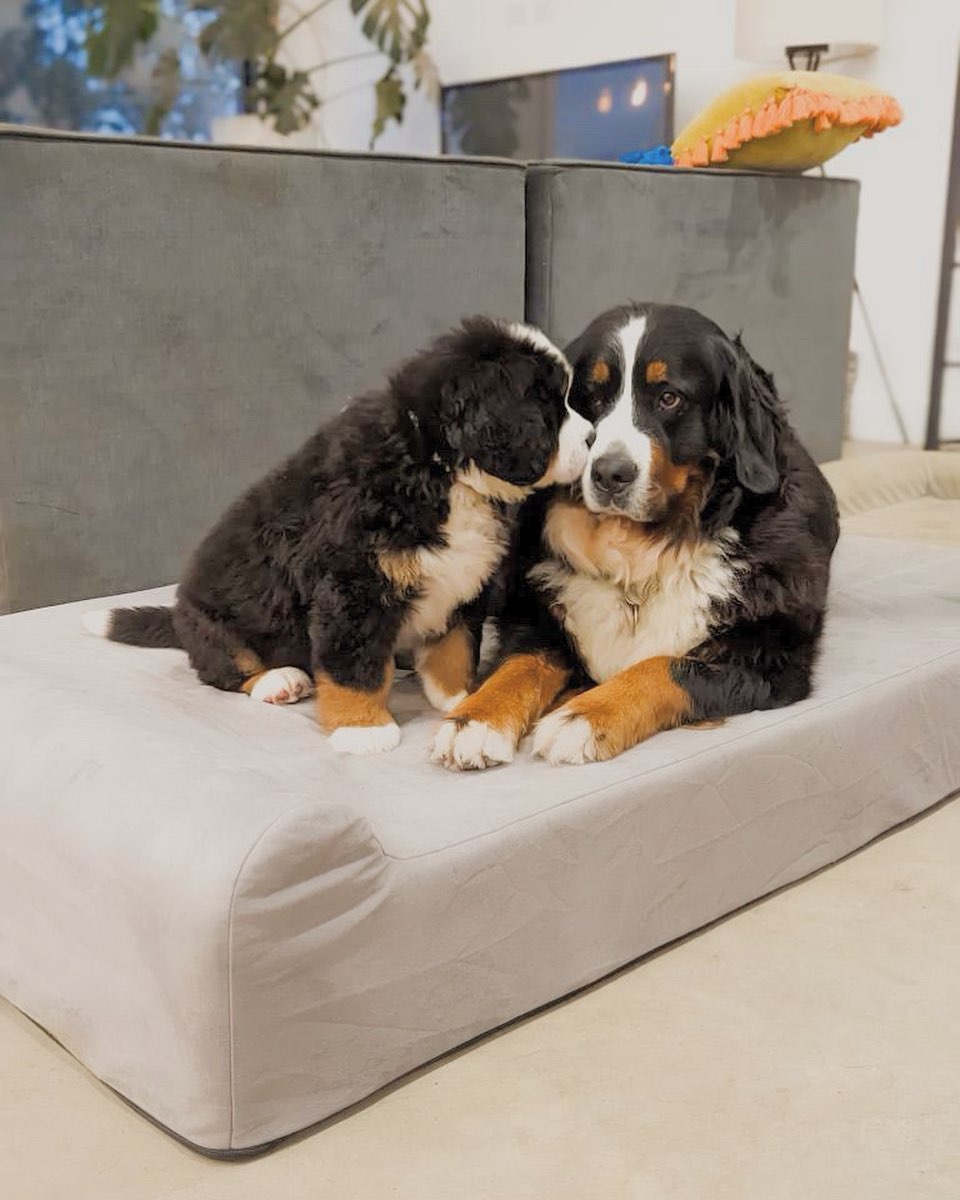 puppy and mum dog on our Orthopedic  bed